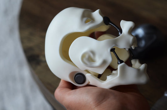 Unboxing: Ex Machina Male 3.0 head by Trey Gegenfu