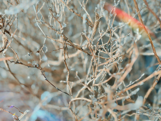 Aoranne in Late Winter